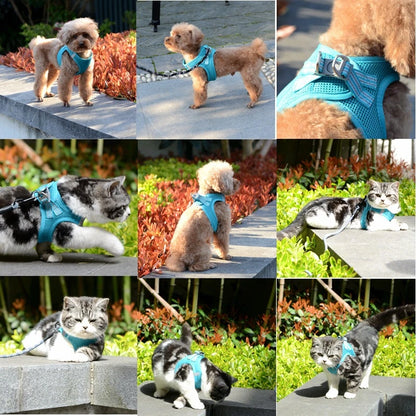 Cat Collar Harness